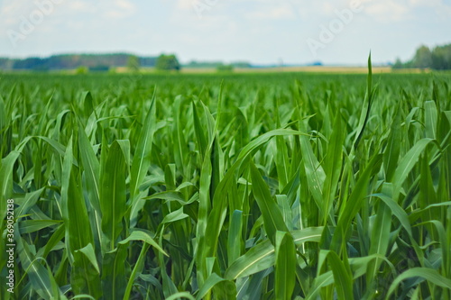 Pole rosnącej kukurydzy