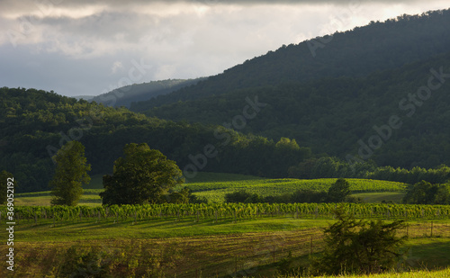 The summer sun reflects on the grape vines in a vineyard in the Virginia mountains with pastel clouds in the sky in the background.