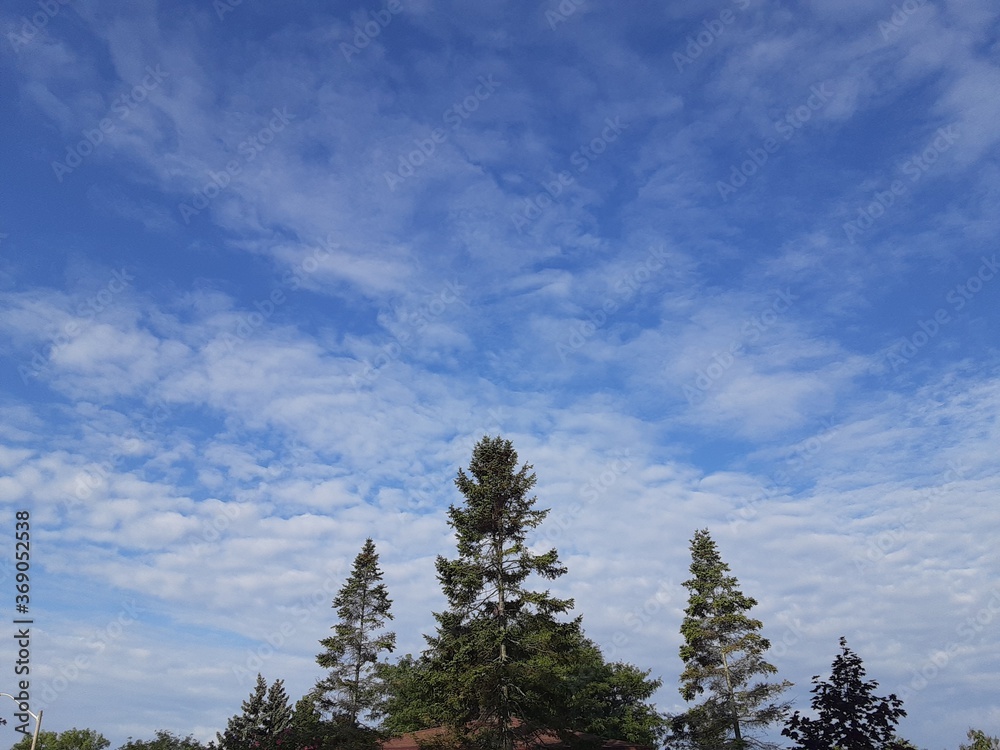 sky and trees