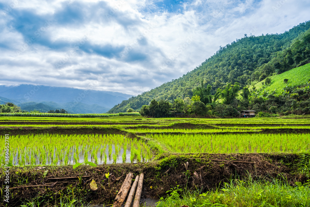 Paddy Rice Field Plantation Landscape with Mountain View Background Paddy Rice Field Plantation Landscape with Mountain View Background