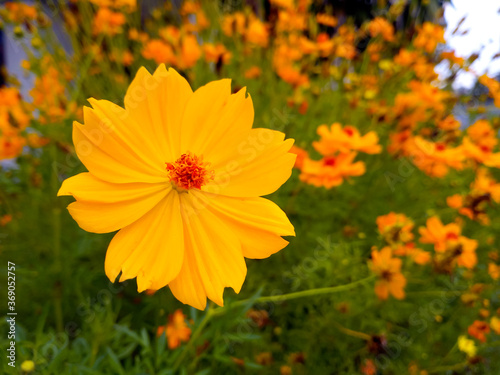 Yellow Cosmos sulphureus flower Nature background