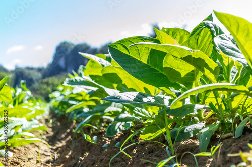 Close-up of tobacco plant at a plantation, soil, and mountains in the background