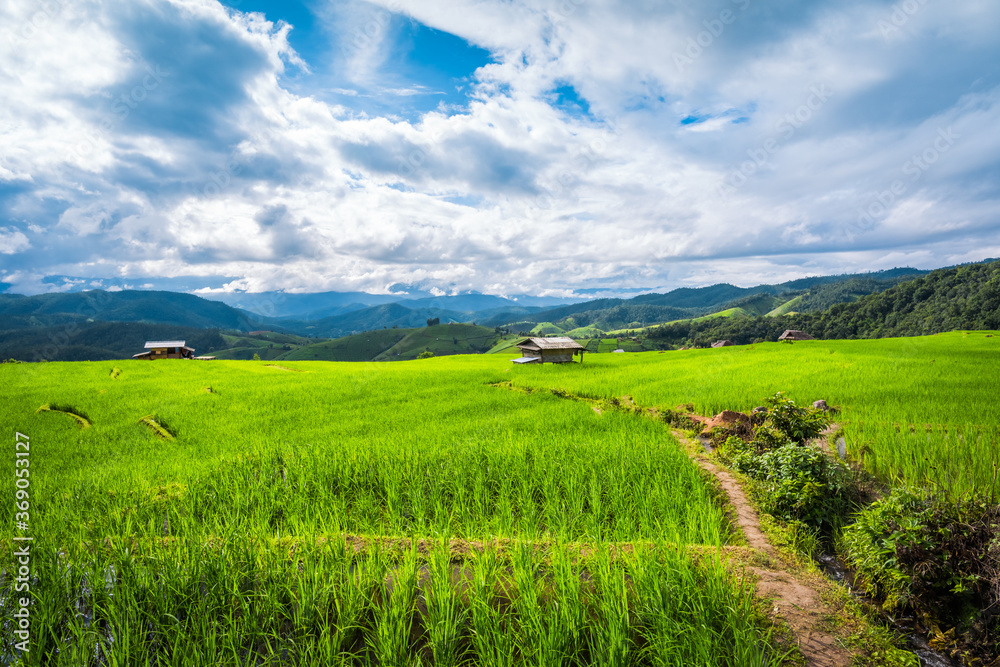 Paddy Rice Field Plantation Landscape with Mountain View Background