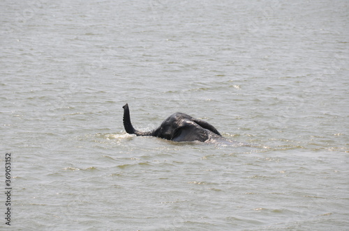 An elephant swimming across the Zambezi, using its trunk like a snorkel