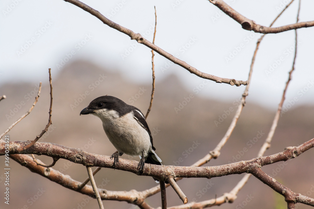 Fototapeta premium Southern fiscal or fiscal shrike (Lanius collaris) sitting in a tree
