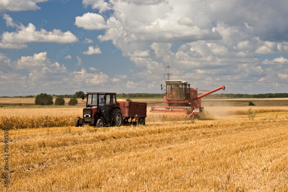 Fototapeta premium Jadący traktor i kombajn zbierający zboże