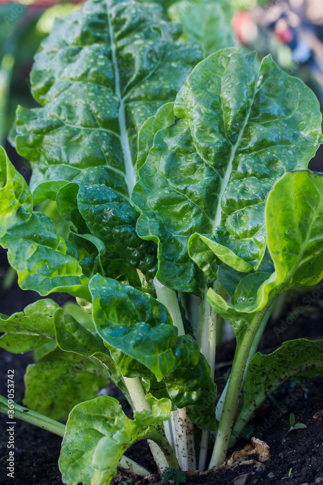 Spinach plant growing in the garden Spinach plant growing in the garden