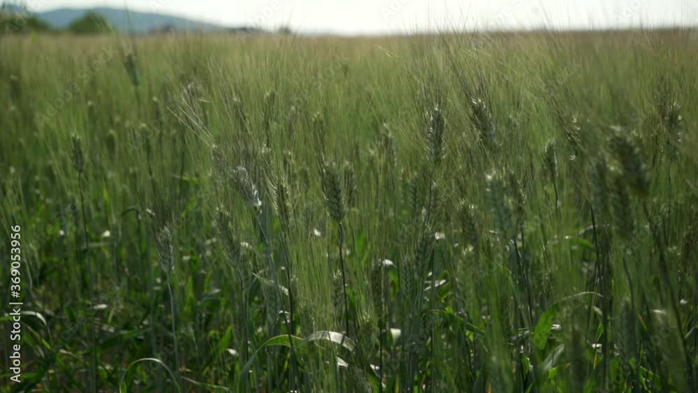 Still green wheat field in the countryside of Tuscany Italy slow motion Still green wheat field in the countryside of Tuscany Italy slow motion