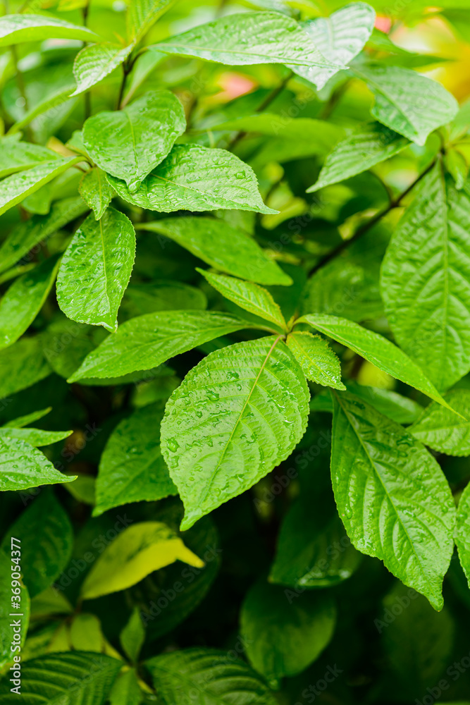 background of close up green leaves background of close up green leaves