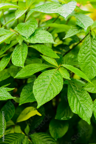 background of close up green leaves