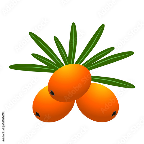 Sea buckthorn isolated on the white.