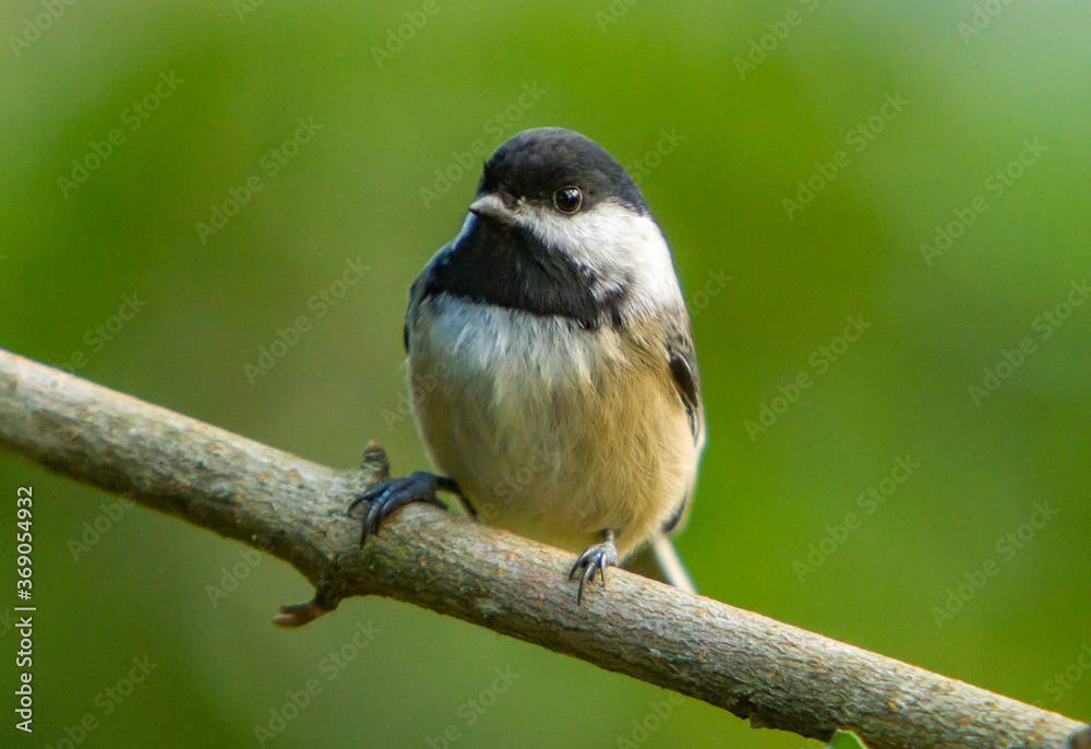 Fototapeta premium A black capchickadee perched on a branch