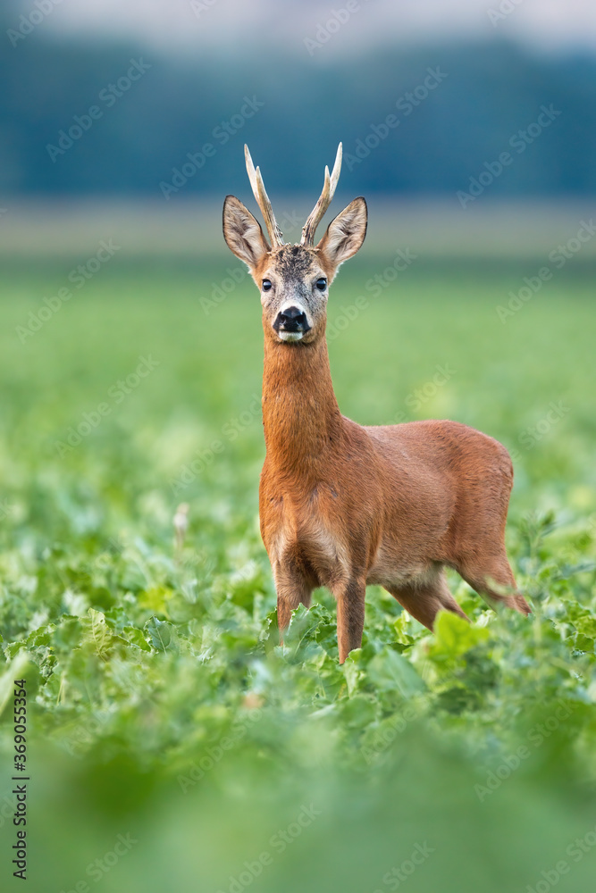 Alert roe deer, capreolus capreolus, buck standing on field in summer nature in vertical composition. Majestic roebuck with massive antlers looking to the camera on beet. Wild attentive mammal staring