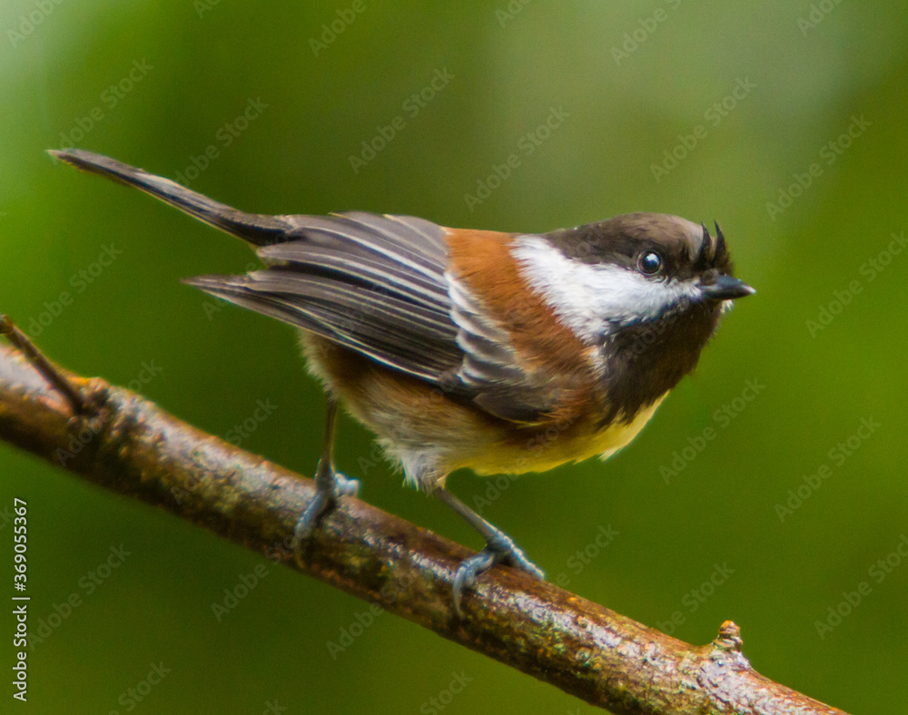 Naklejka premium A chestnut backed chickadee perched on a branch