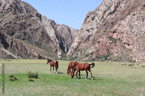 horses in the mountains