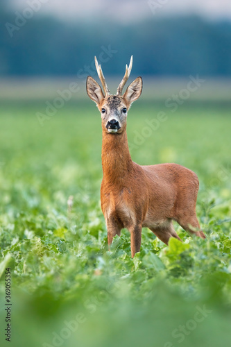 Alert roe deer, capreolus capreolus, buck standing on field in summer nature in vertical composition. Majestic roebuck with massive antlers looking to the camera on beet. Wild attentive mammal staring