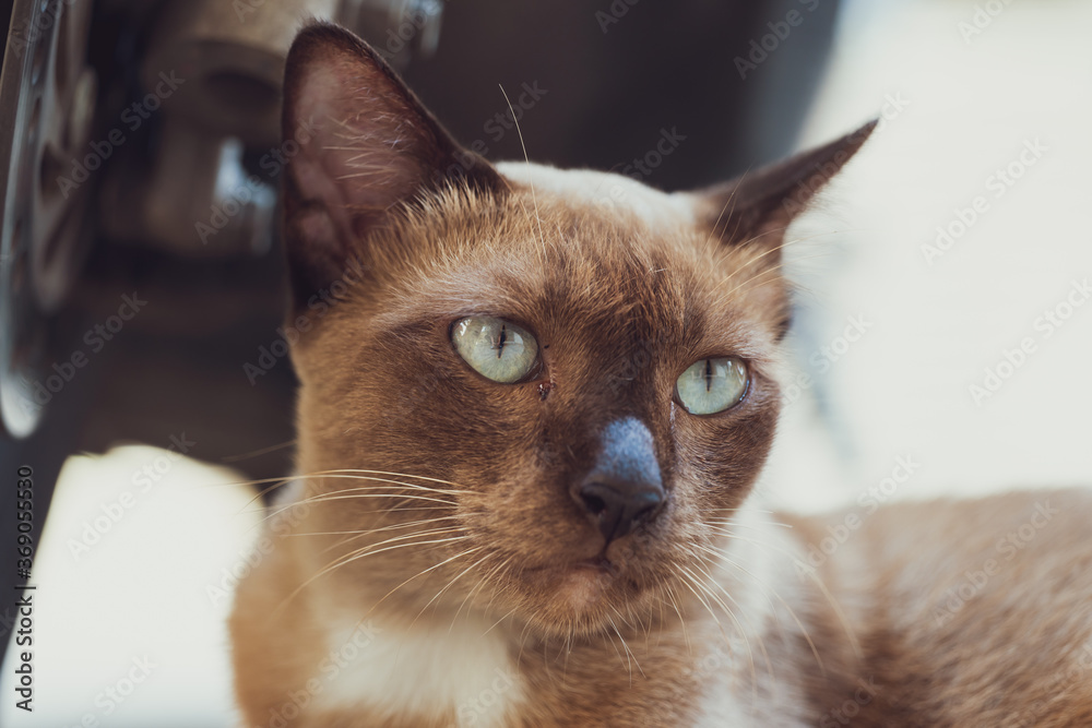 Closeup portrait Thai little brown cat