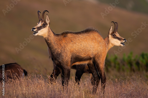 Canvas Print Two tatra chamois, rupicapra rupicapra tatrica, calling in mountains in summer nature