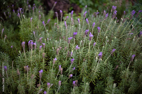 fiori di lavanda