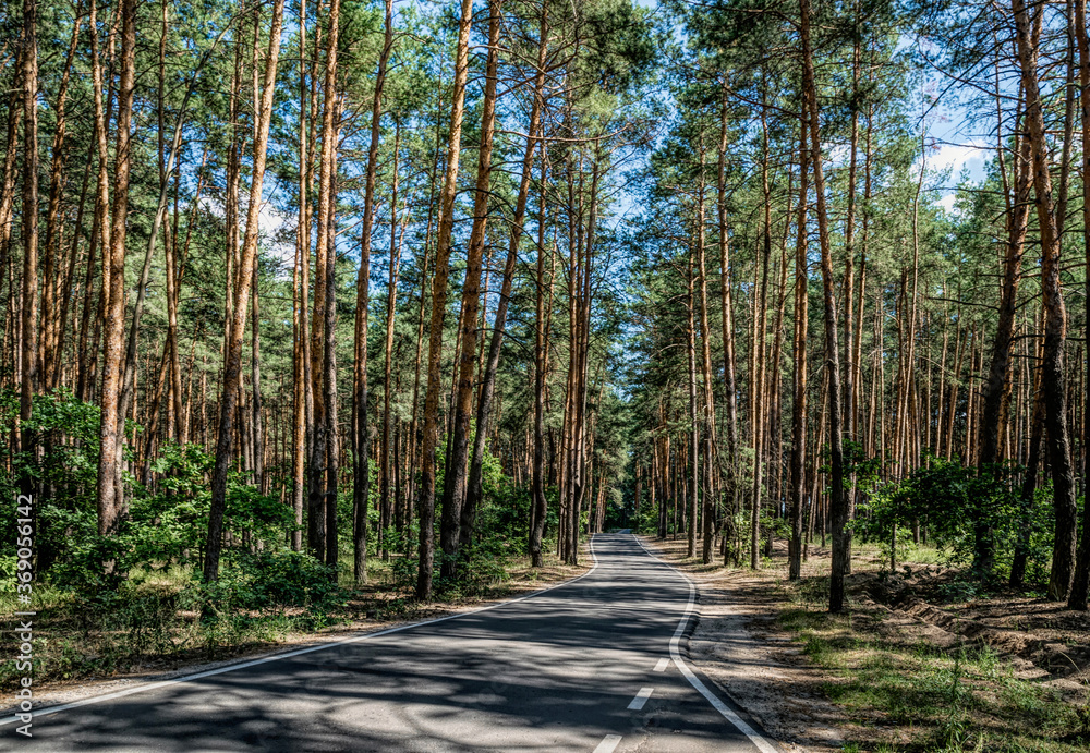 Summer in California. Pine forest and single lane highway Summer in California. Pine forest and single lane highway