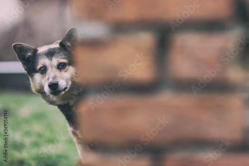 curious peeper dog watching from behind the wall