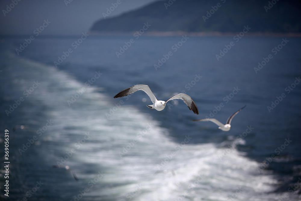 A seagull flying over the sea. A seagull flying over the sea.
