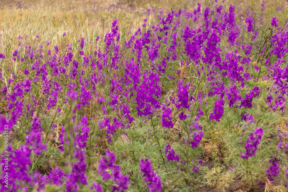 Beautiful lilac flowers on the outskirts of a wheat field. Beautiful lilac flowers on the outskirts of a wheat field.