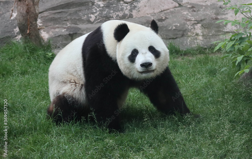 Giant panda walking on the grass