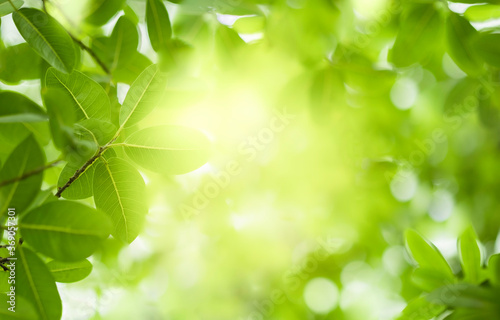 Close up view of green leaf on greenery blurred background and sunlight  in garden using for natural green plant  ecology and copy space for wallpaper and backdrop.