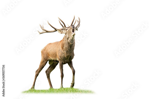Wild red deer, cervus elaphus, stag roaring and approaching in mating season from front view isolated on white. Male animal with antlers calling in nature cut out on blank. photo