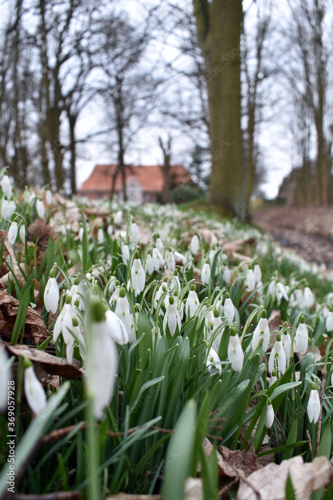 Obraz premium Schneeglöckchen