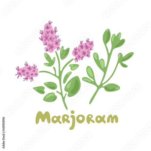 Marjoram. Aromatic garden herb for cooking meats, stews, omelets, poultry, soups. Clip art illustrations of herbs and spices. Classic ingredient of French herb blend, fines herbes.