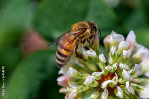 bee on a flower © 俊 王