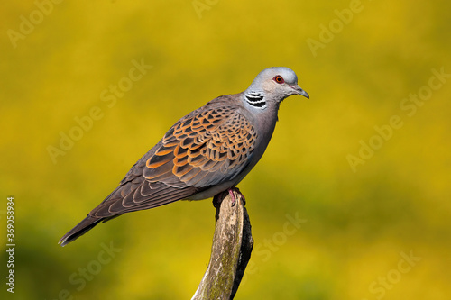 European turtle dove, streptopelia turtur, sitting on bough in summer nature. Wild bird resting on twig from side. Feathered gray patterned animal looking on branch. photo