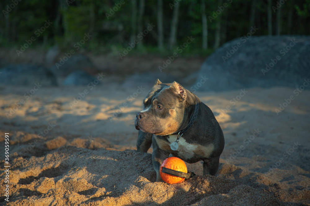 Breed - American Bully Breed - American Bully