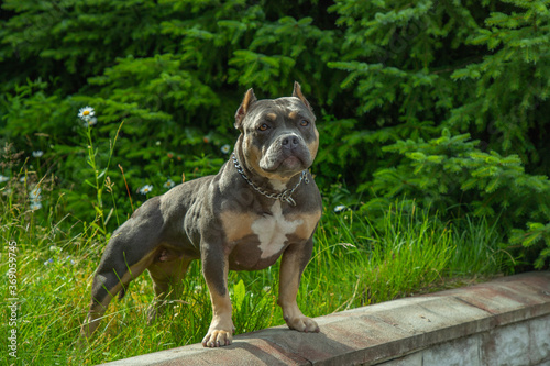 Breed - American Bully