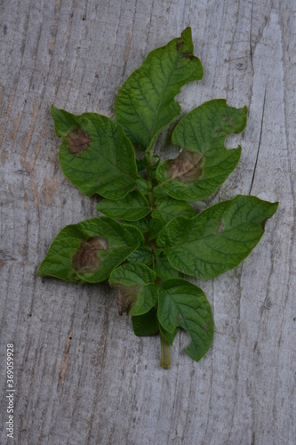 Leaves of potato plant Stricken Phytophthora (Phytophthora Infestans). It is an important potato pathogen. photo