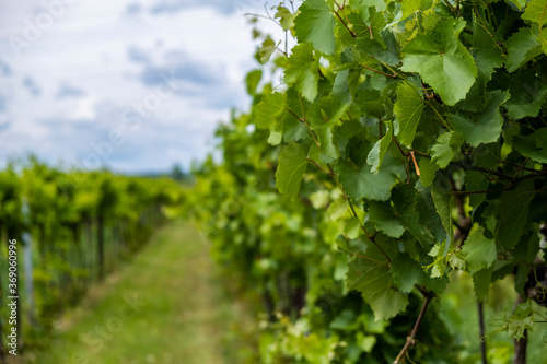 green vineyards landscape 