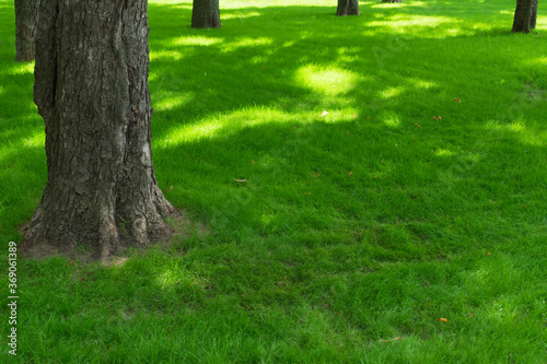  Fresh green grass in the park. Copy space.