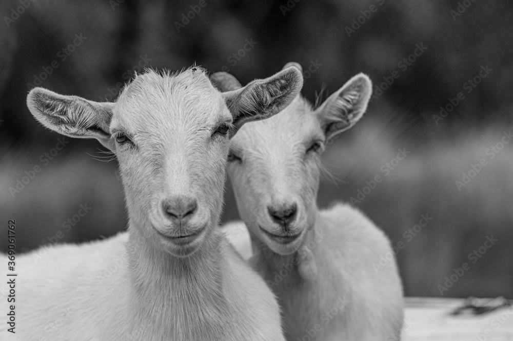 Obraz premium para białych kóz