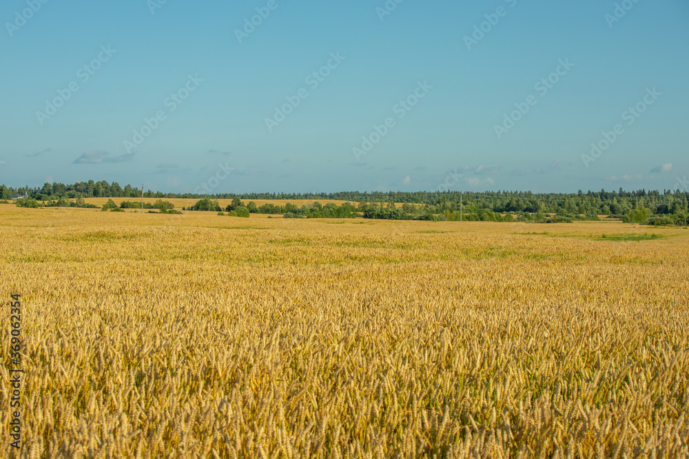 a field sown with wheat