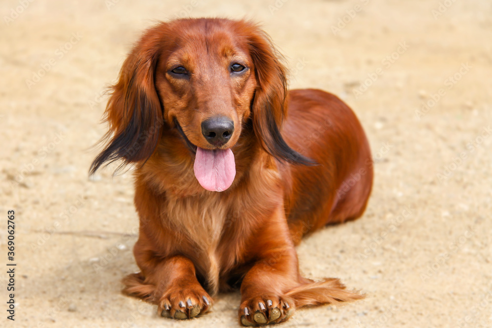 Portrait of a dog breed longhair Dachshund bright red color in the open air. The well-groomed coat glistens in the sun.