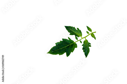 close up of tomato green leaf isolated on white background with clipping path .
