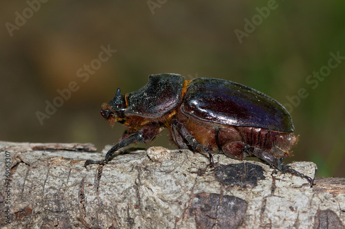 Oryctes nasicornis, rhino beetle, female, insect. © Carlos