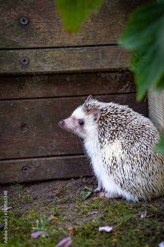 Vertical portrait of an adorable African white- bellied or four-toed hedgehog playing outside on grass.