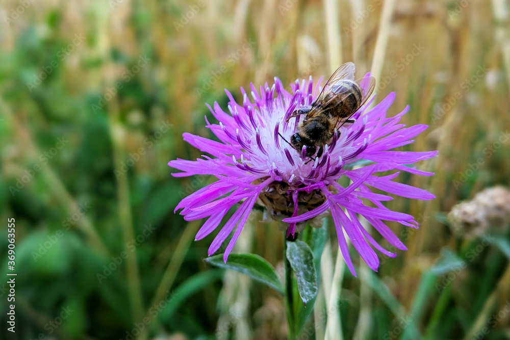 Bee on a flower macro image natural pollination summer season Bee on a flower macro image natural pollination summer season