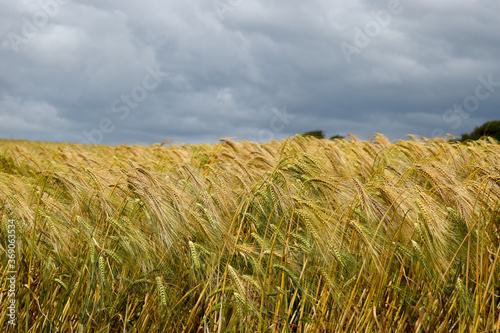 A golden field of barley on a farm in Ireland