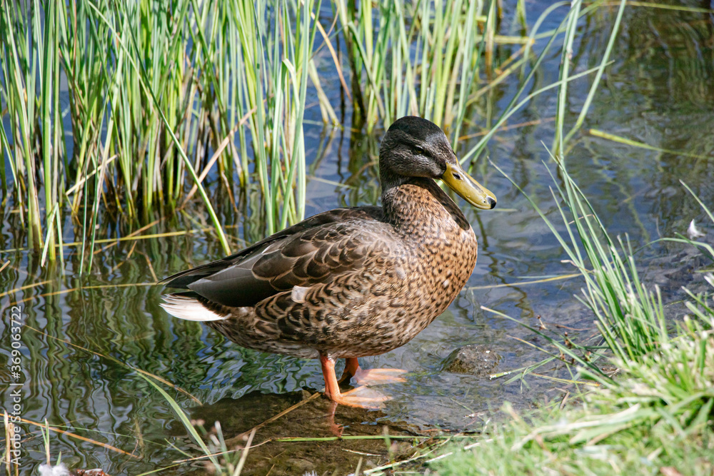 Mallard. Wild duck in its natural environment on the pond. Wild nature. Waterfowl Mallard. Wild duck in its natural environment on the pond. Wild nature. Waterfowl