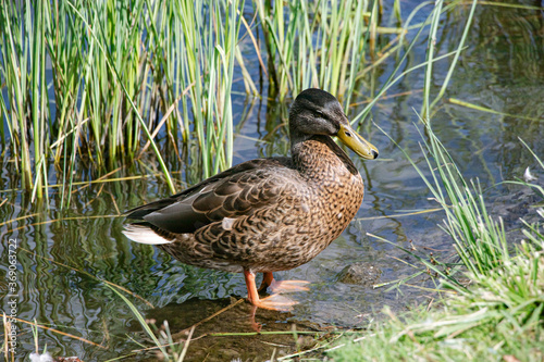 Mallard. Wild duck in its natural environment on the pond. Wild nature. Waterfowl