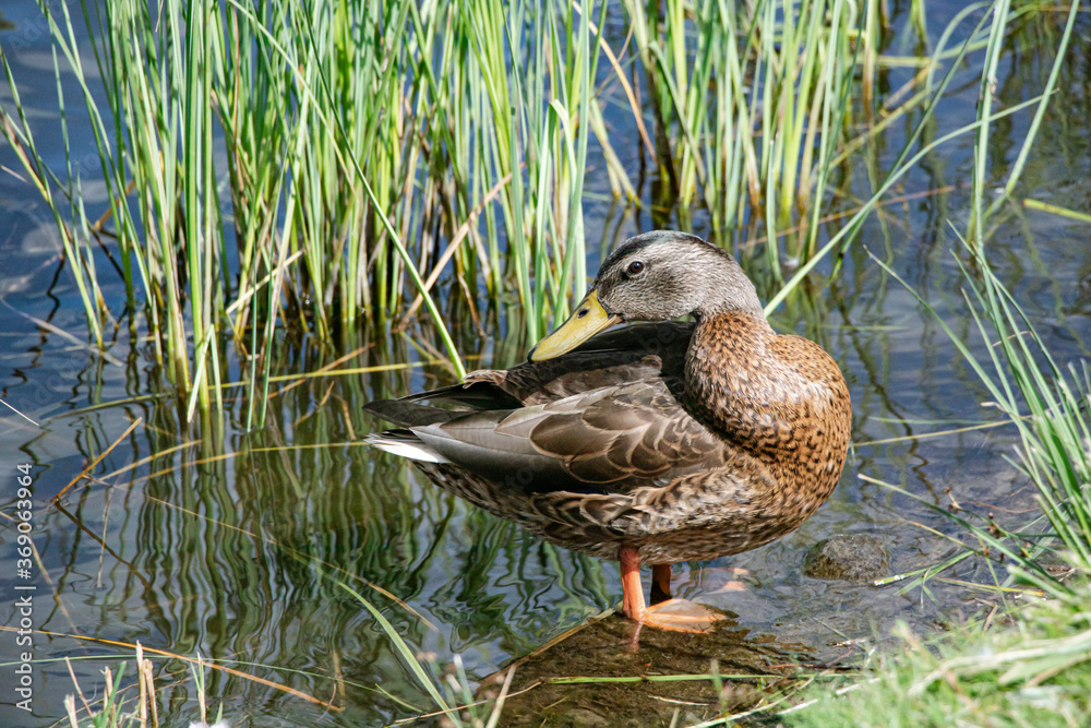 Mallard. Wild duck in its natural environment on the pond. Wild nature. Waterfowl Mallard. Wild duck in its natural environment on the pond. Wild nature. Waterfowl